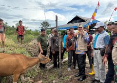 Bupati Bartim Serahkan Bantuan Bibit Sapi Bali kepada Kelompok Ternak